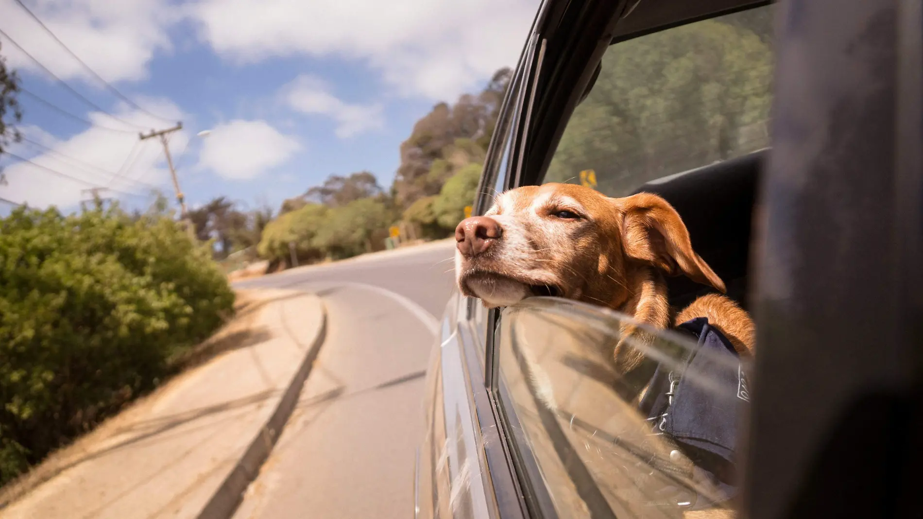 Perrito viajando Unsplash